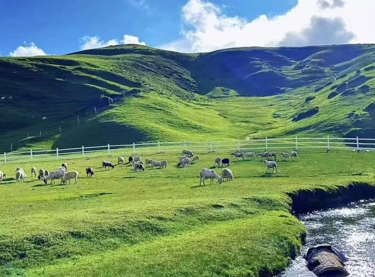 热烈祝贺：公司最新中标云南曲靖市会泽县大海草山景区整体提升项目(图1)